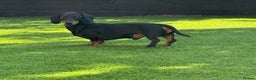 Miniature Dachshund dogs for stud: KC Registered Miniature Dachshund Stud - Advert 6