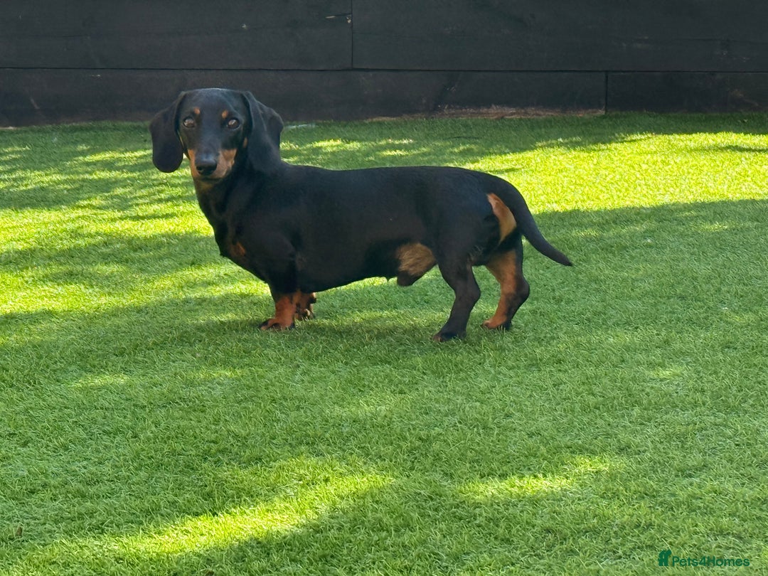 Miniature Dachshund dogs for stud: KC Registered Miniature Dachshund Stud - Advert 6