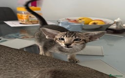 Oriental cats for sale: Pedigree Oriental Kittens  - Image 6