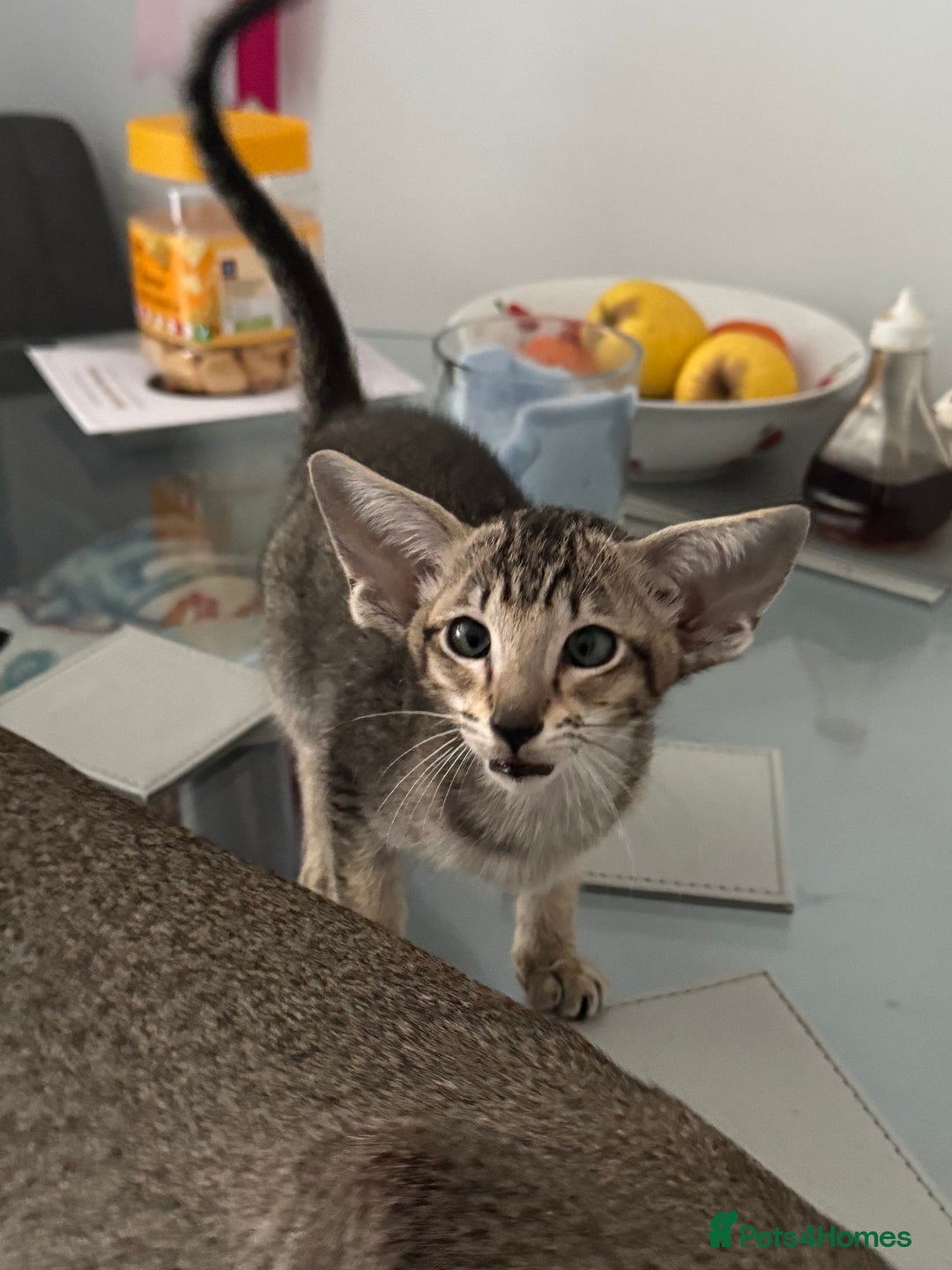 Oriental cats for sale: Pedigree Oriental Kittens  - Image 6