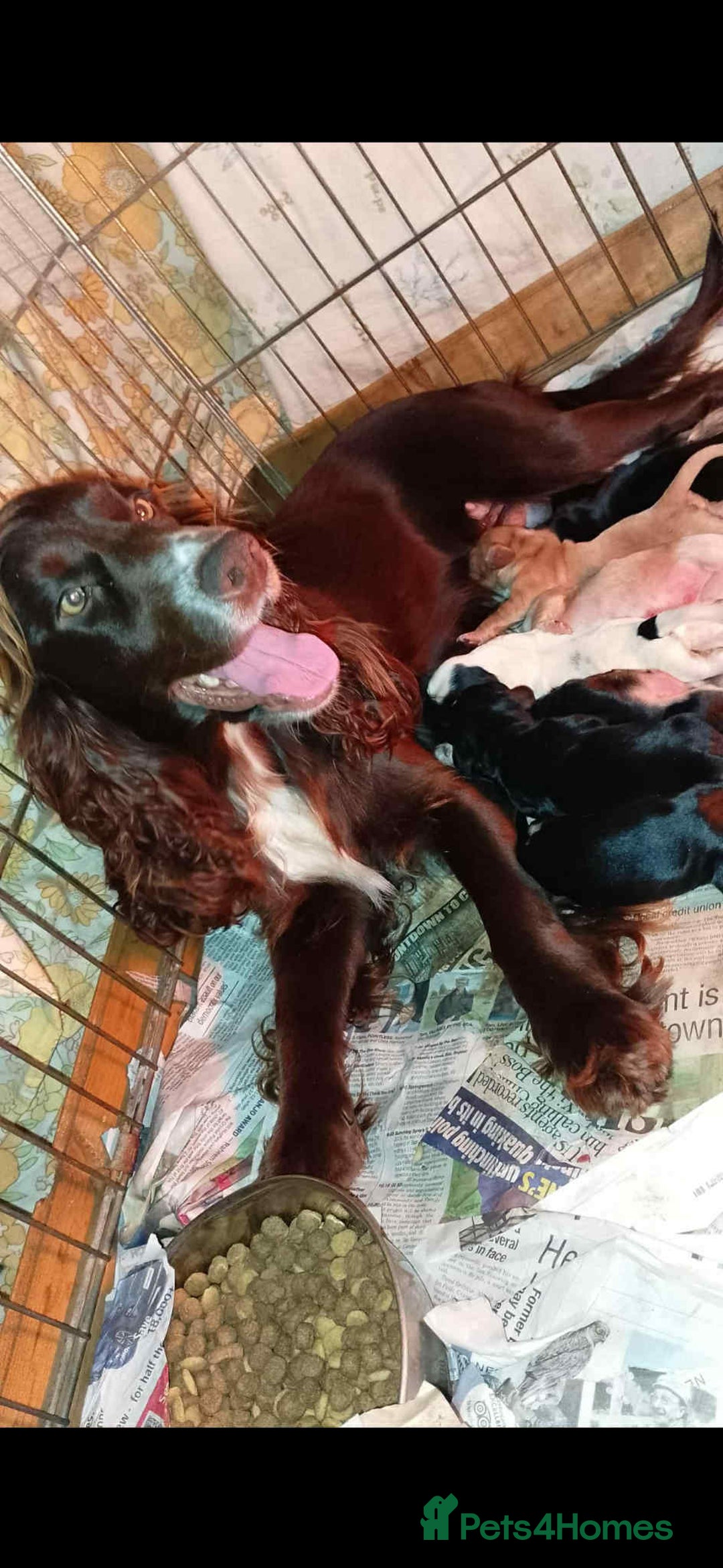 Cocker Spaniel dogs for sale: Adorable cocker spaniel puppy’s  - Image 14