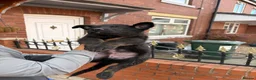 German Shepherd dogs for sale: German shepherd pups (CZECH LINE) - Advert 2