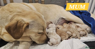 Labrador Retriever dogs - Advert 2