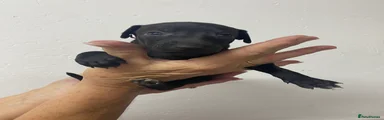 Black male 