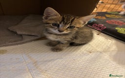 Mixed Breed cats for sale: Kittens will be ready 8th September for new home! - Image 3