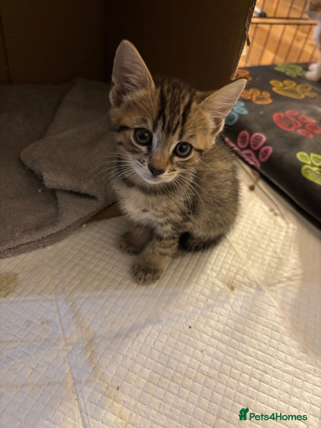Mixed Breed cats for sale: Kittens will be ready 8th September for new home! - Image 3