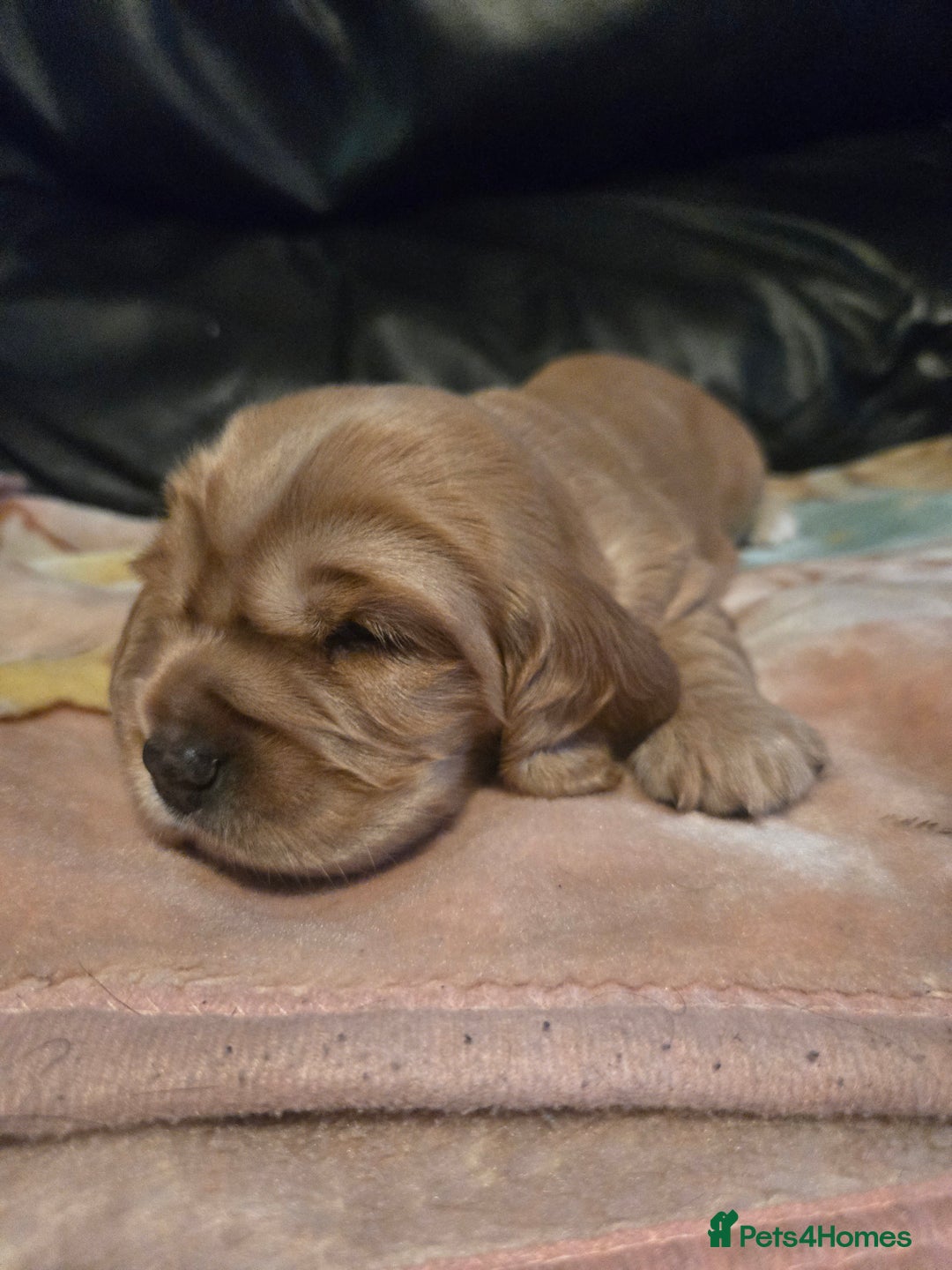 Mixed Breed dogs for sale: Beautiful Cockalier Puppies - Advert 6
