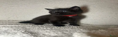 Maine Coon 1