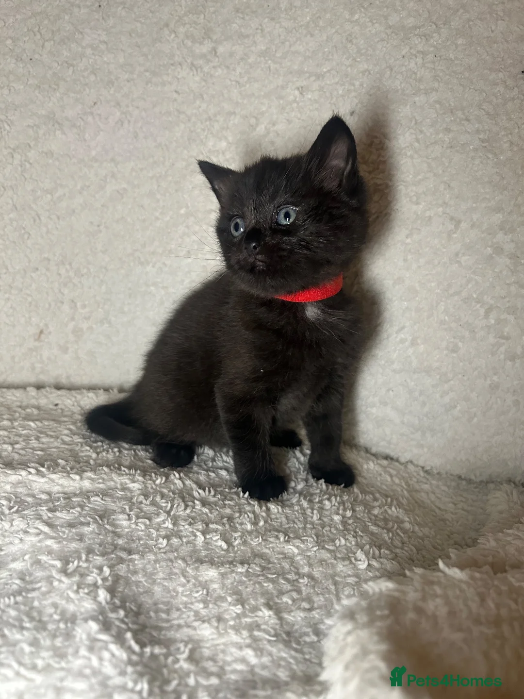 Maine Coon cats for sale: Maine coon mix kittens in Southport - Advert 2
