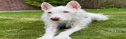 Ibizan Hound dogs for adoption: Babu - Stunning Spanish Podenco  - Advert 1