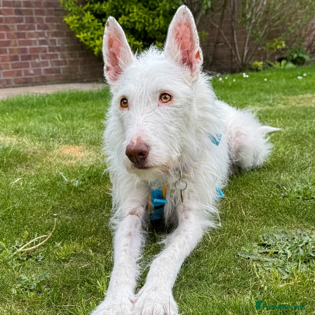 Ibizan Hound dogs for adoption: Babu - Stunning Spanish Podenco  - Advert 1