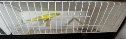 Budgerigars birds for sale: Budgerigars in Whitchurch - Advert 5
