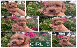 Cockapoo dogs for sale: Only 4 girls left, health checked, ready to go.  - Image 15