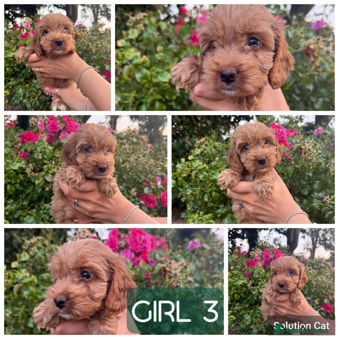 Cockapoo dogs for sale: Only 4 girls left, health checked, ready to go.  - Image 15