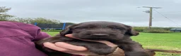 Mixed Breed dogs for sale: *READY NOW Golden x Flat coated retriever puppiess - Advert 23