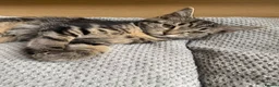 Mixed Breed cats for sale: Beautiful baby girl ready for a loving home 💕 - Advert 6