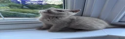 British Shorthair cats for sale: British shorthair fawn girl GCCF register PET ONLY - Advert 5