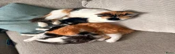 British Longhair cats for sale: Chunky long haired kittens  - Advert 3