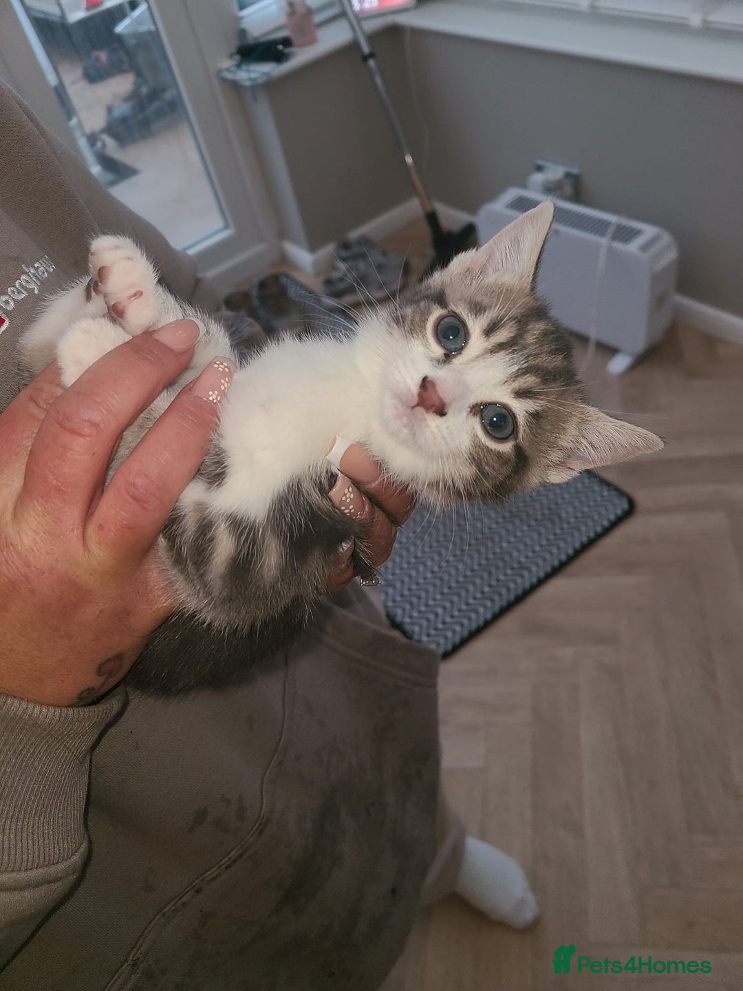 Mixed Breed cats for sale: Lilac & gold kittens  - Advert 9