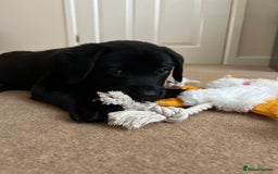 Labrador Retriever dogs for sale: READY NOW. LABRADOR PUPPIES. HEALTH CHECKS DONE  - Image 5