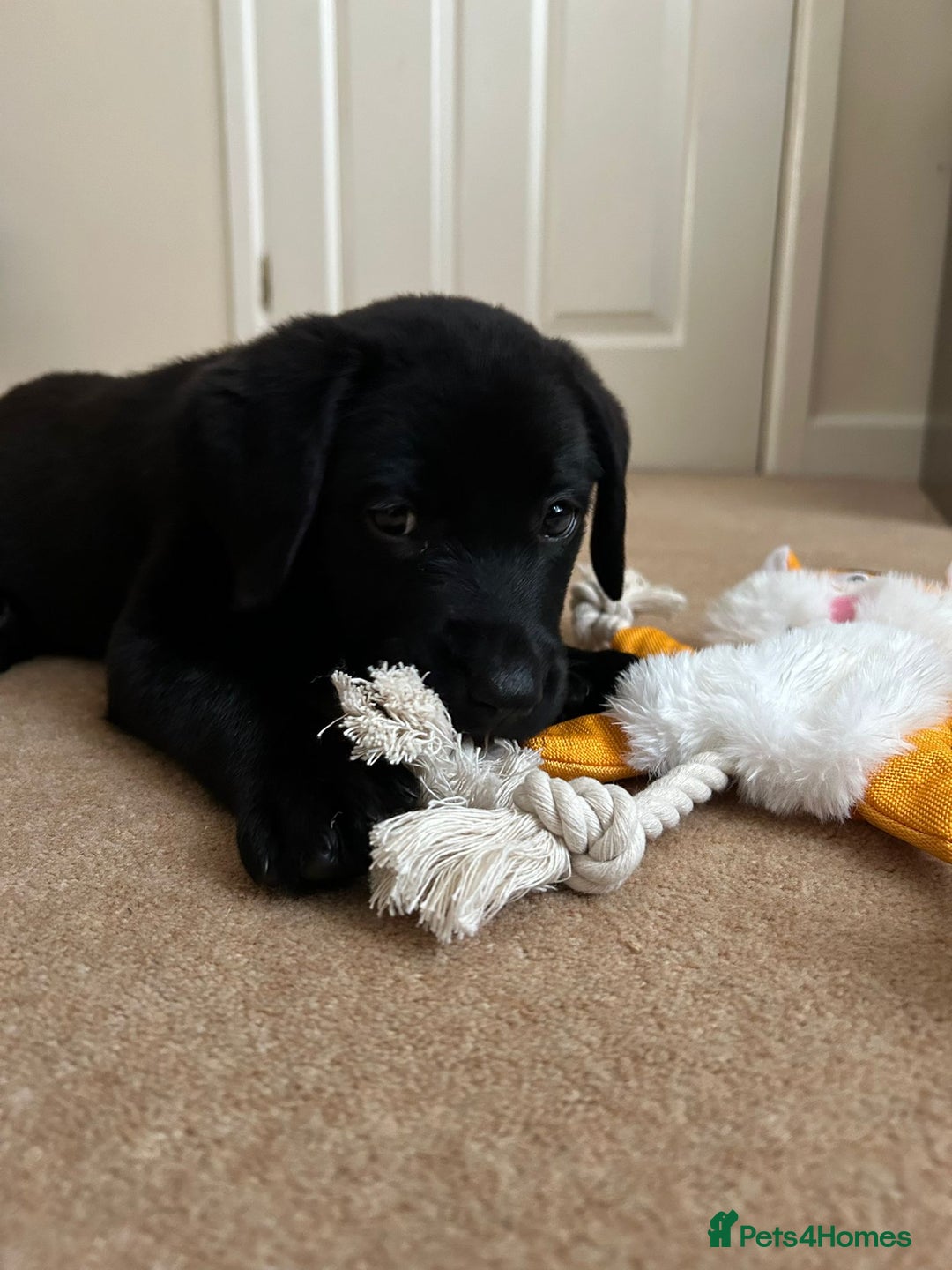 Labrador Retriever dogs for sale: READY NOW. LABRADOR PUPPIES. HEALTH CHECKS DONE  - Image 5