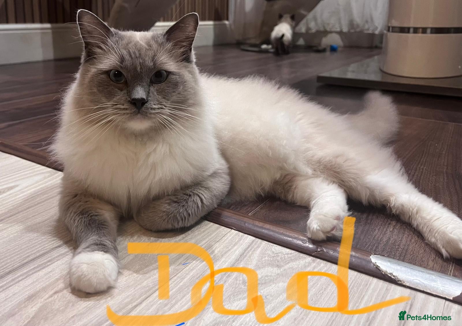 Ragdoll cats Gorgeous Ragdoll kittens for sale - Advert 2