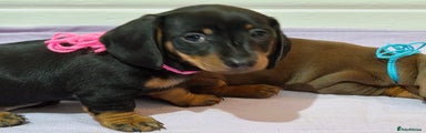 Miniature Dachshund Puppy 3