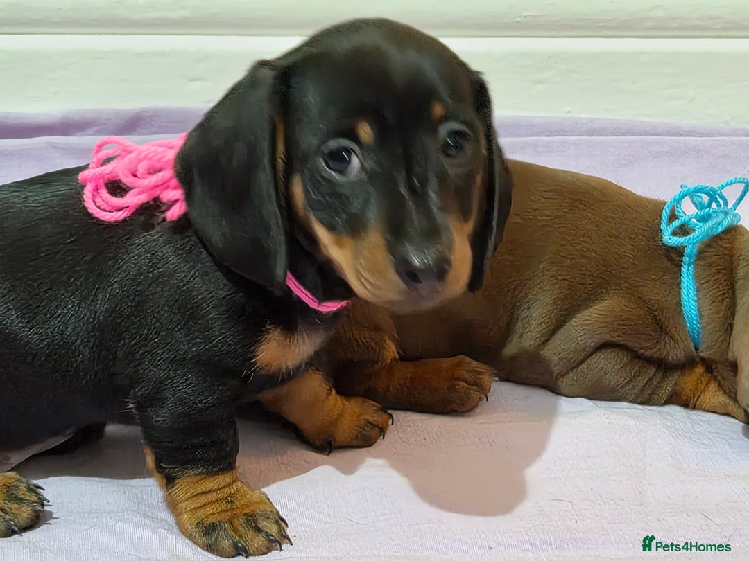 Miniature Dachshund dogs for sale: Hi beautiful mini dachshund for 5* home - Advert 15