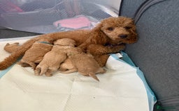Toy Poodle dogs for sale: Stunning litter of Toy Poodles - Image 9