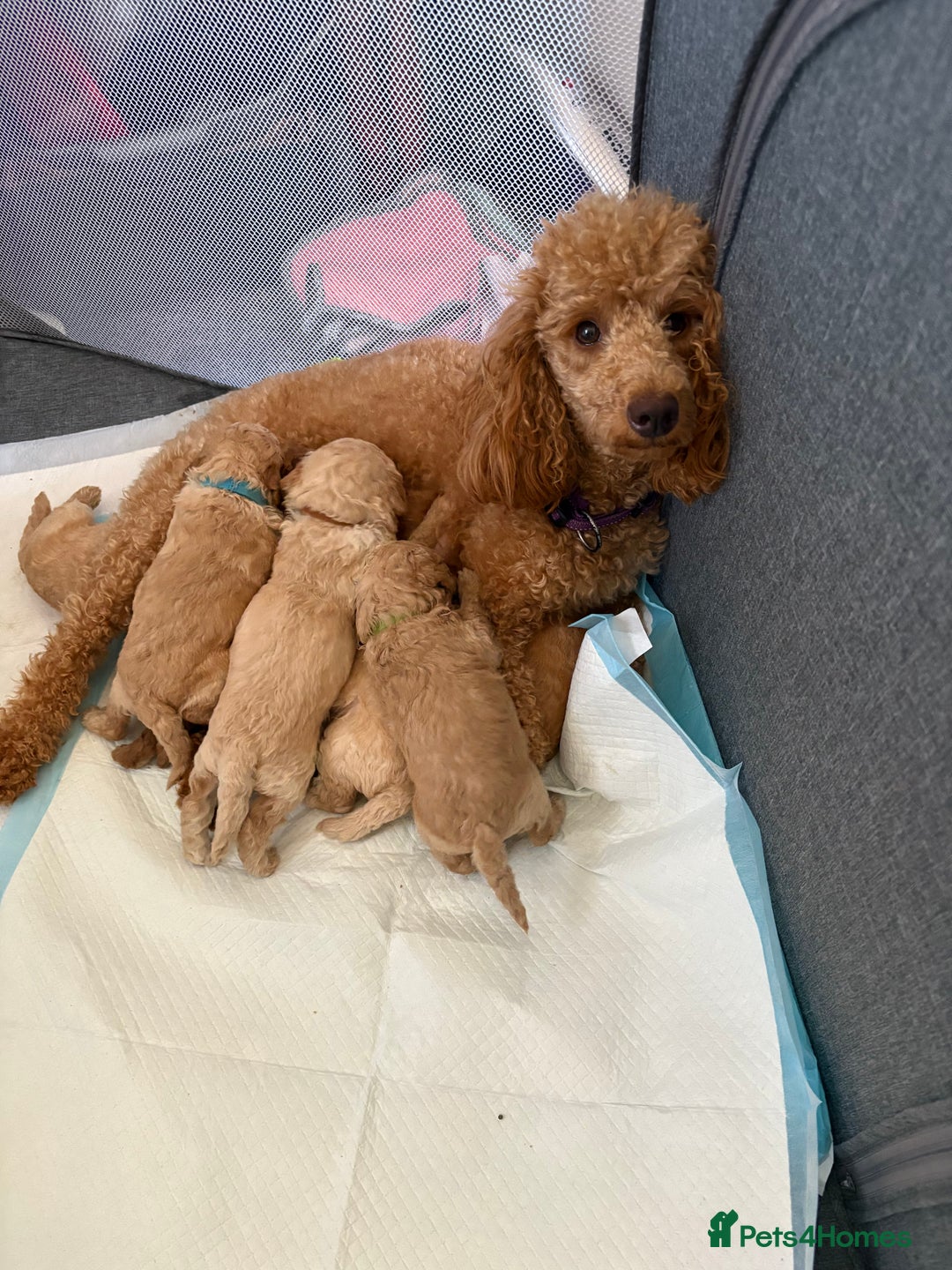 Toy Poodle dogs for sale: Stunning litter of Toy Poodles - Image 9