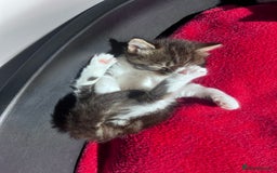 Mixed Breed cats for sale: Beautiful Playful Kittens - Image 20