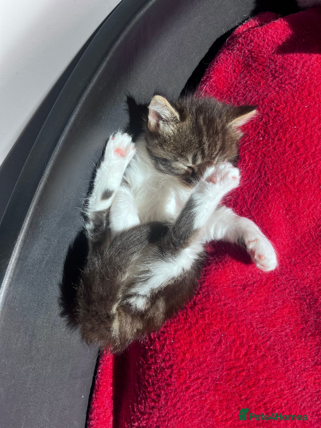 Mixed Breed cats for sale: Beautiful Playful Kittens - Image 20