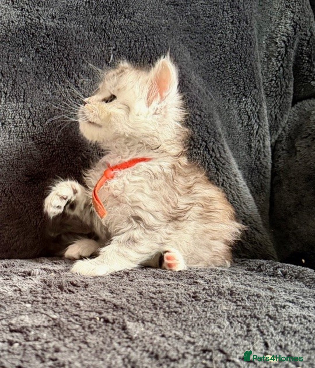 Maine Coon cats for sale: 🐾 TICA-Registered Maine Coon Kittens🐾 - Advert 35