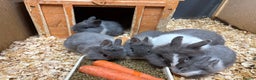 Lionhead rabbits for sale: Netherland x lionhead  - Advert 3