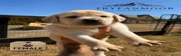 Labrador Retriever dogs for sale: KC Registered Working Labrador Retriever Puppies - Advert 4
