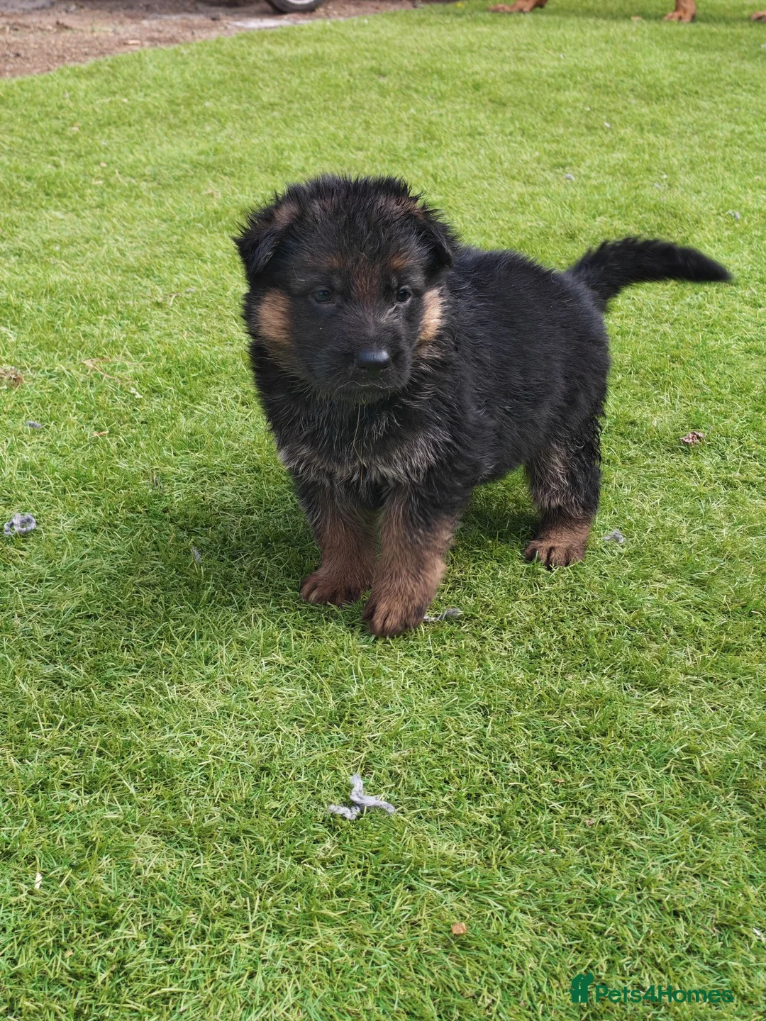 German Shepherd dogs for sale: German Shepherd Puppies Available 🐾 in Luton - Advert 2