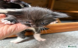Mixed Breed cats for sale: Maine Coon mix  - Image 8