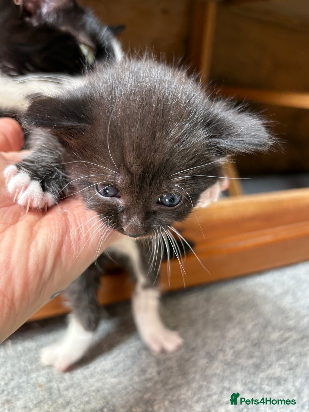 Mixed Breed cats for sale: Maine Coon mix  - Image 8