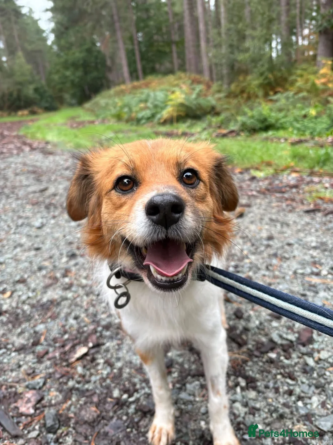 Mixed Breed dogs for adoption: Bambi - Norwich Norfolk  - Advert 1