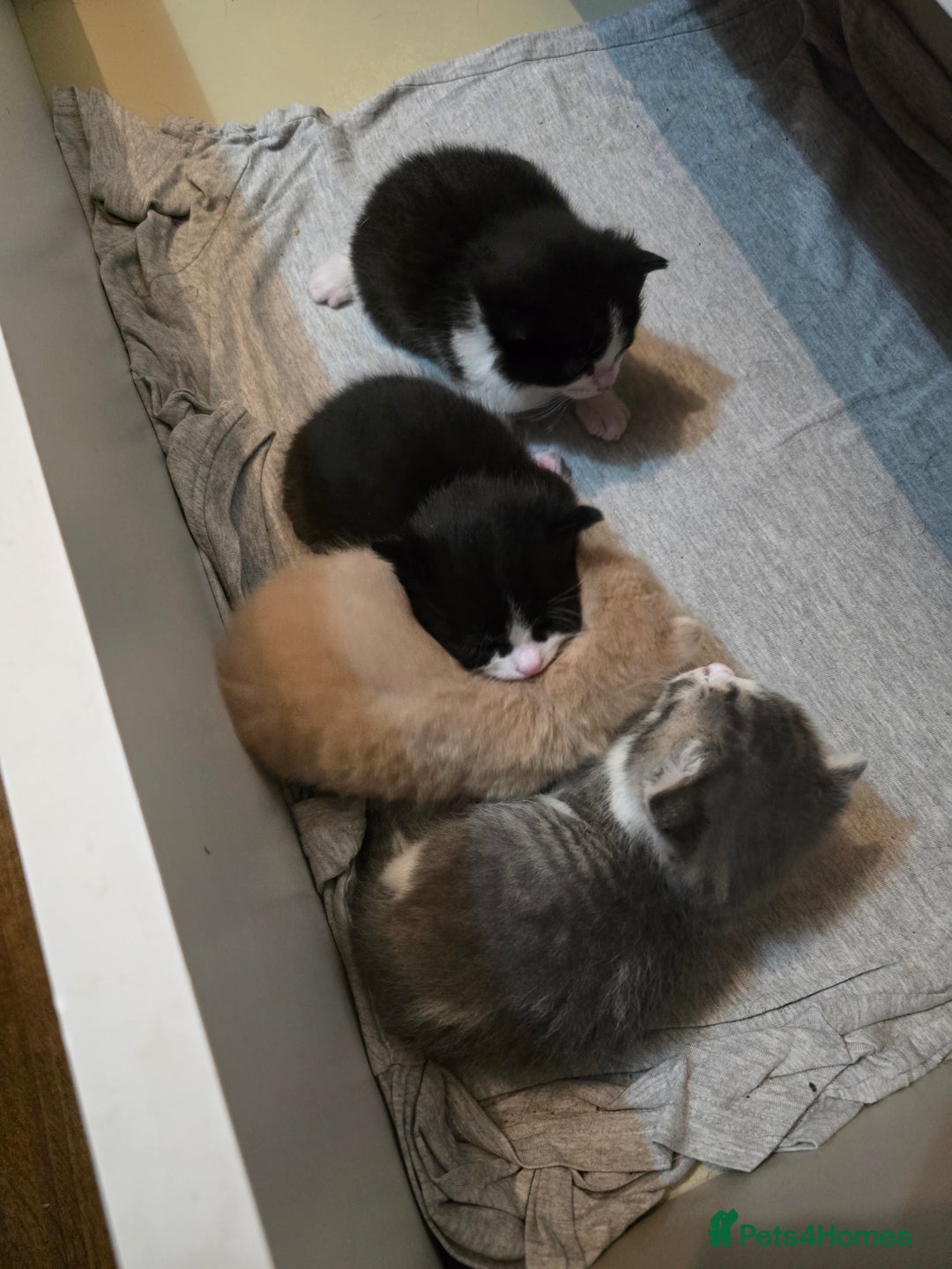 British Longhair cats for sale: Miki  - Advert 1