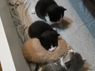 British Longhair cats Miki - Advert 5