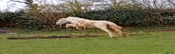 Irish Cob horses for sale: TGCA filly grey and blue - Advert 6