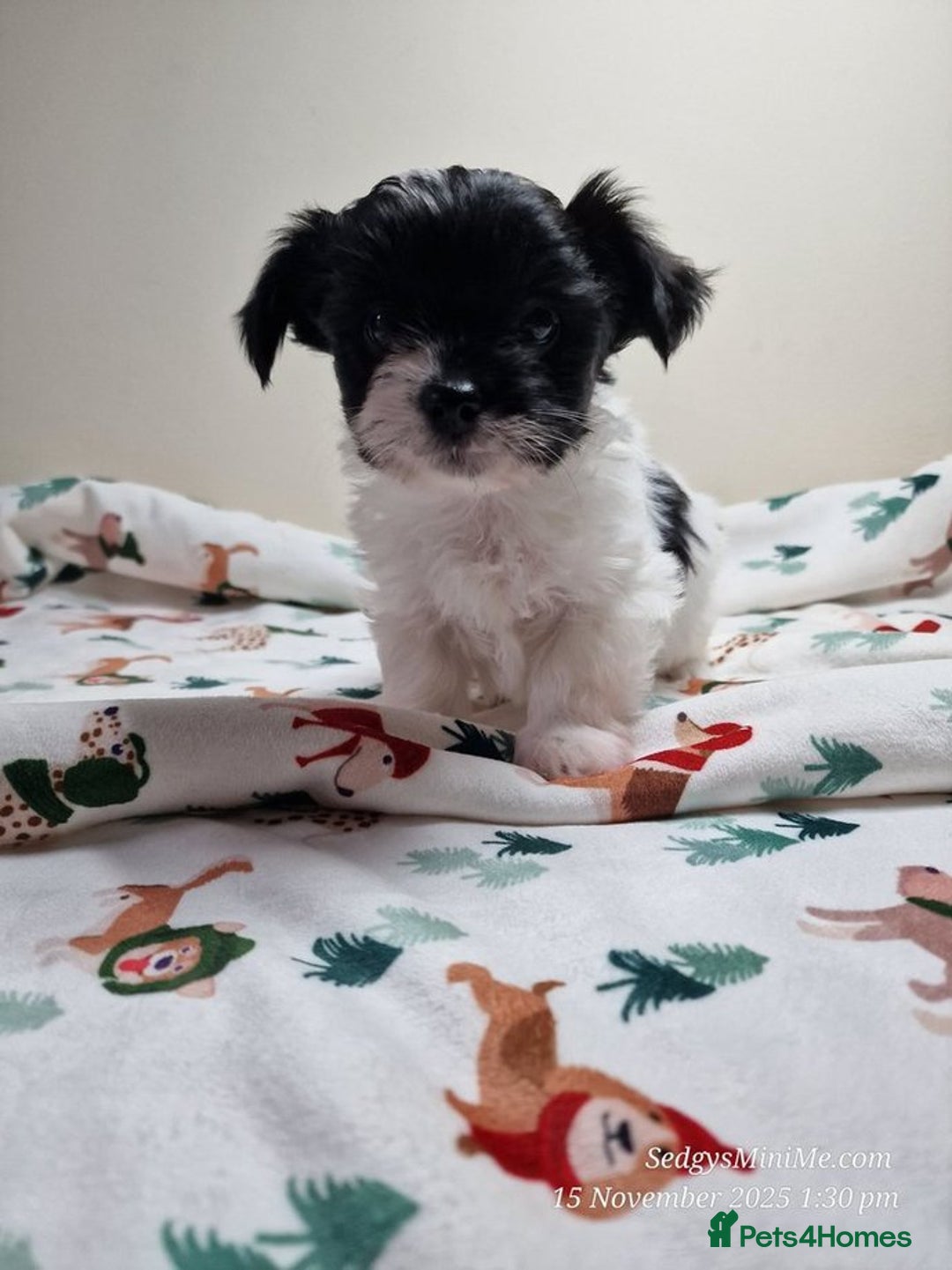 Mixed Breed dogs for sale: Male BieChi Biewer Terrier x Chihuahua pup  - Advert 3