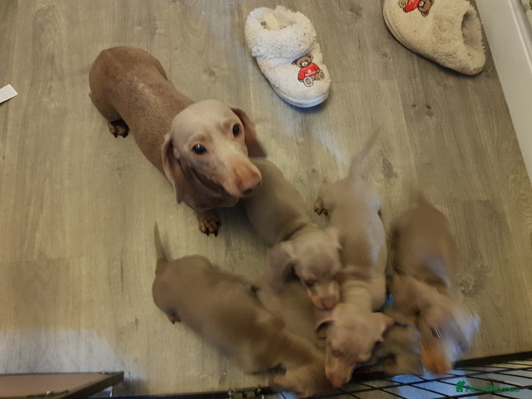 Miniature Dachshund dogs for sale: Miniature dachshund  - Advert 14