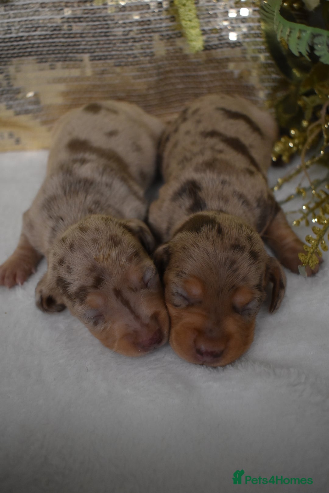 Miniature Dachshund dogs for sale: KC Smooth Coat Miniature Dachshund Puppies - Advert 4