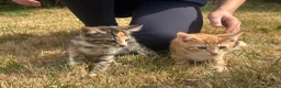 Mixed Breed cats for sale: Beautiful mixed breed kittens short haired  - Advert 9