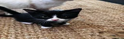 Mixed Breed cats for sale: Beautiful Calico (2) Kittens female Bicolour male  - Advert 4