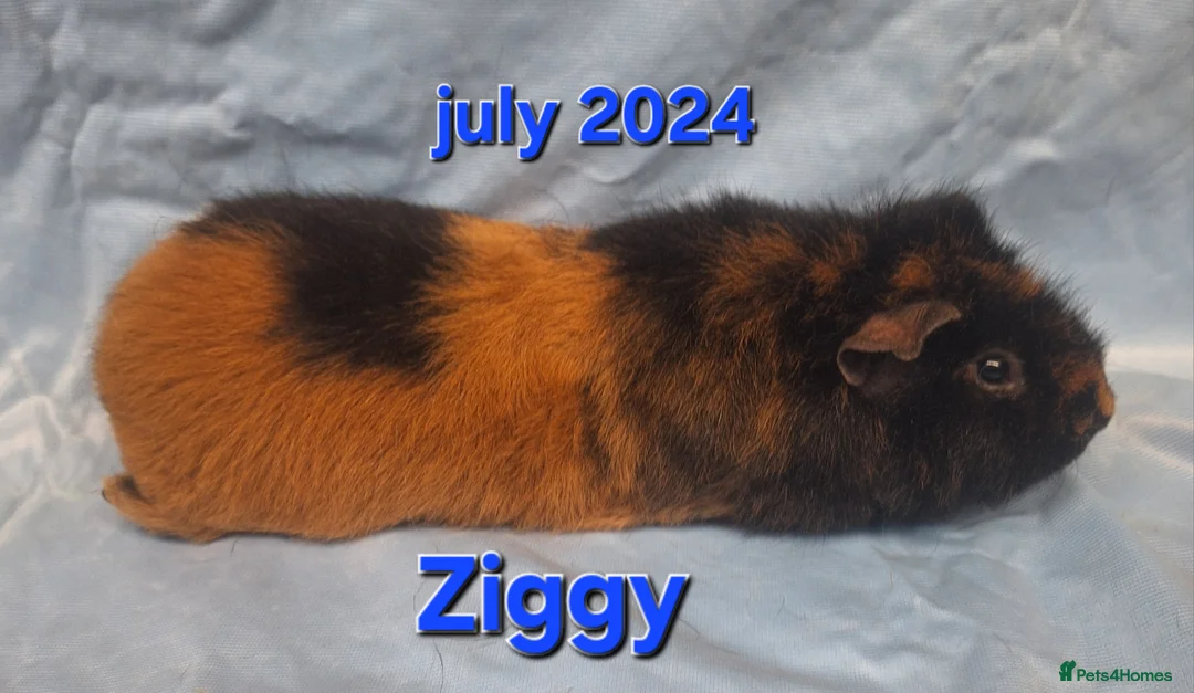 Guinea Pig rodents for sale: Rescue guinea pigs - Advert 8