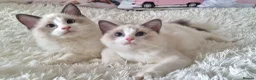 Ragdoll cats for sale: 💕Beautiful TICA Ragdolls Kittens 💕 - Advert 15