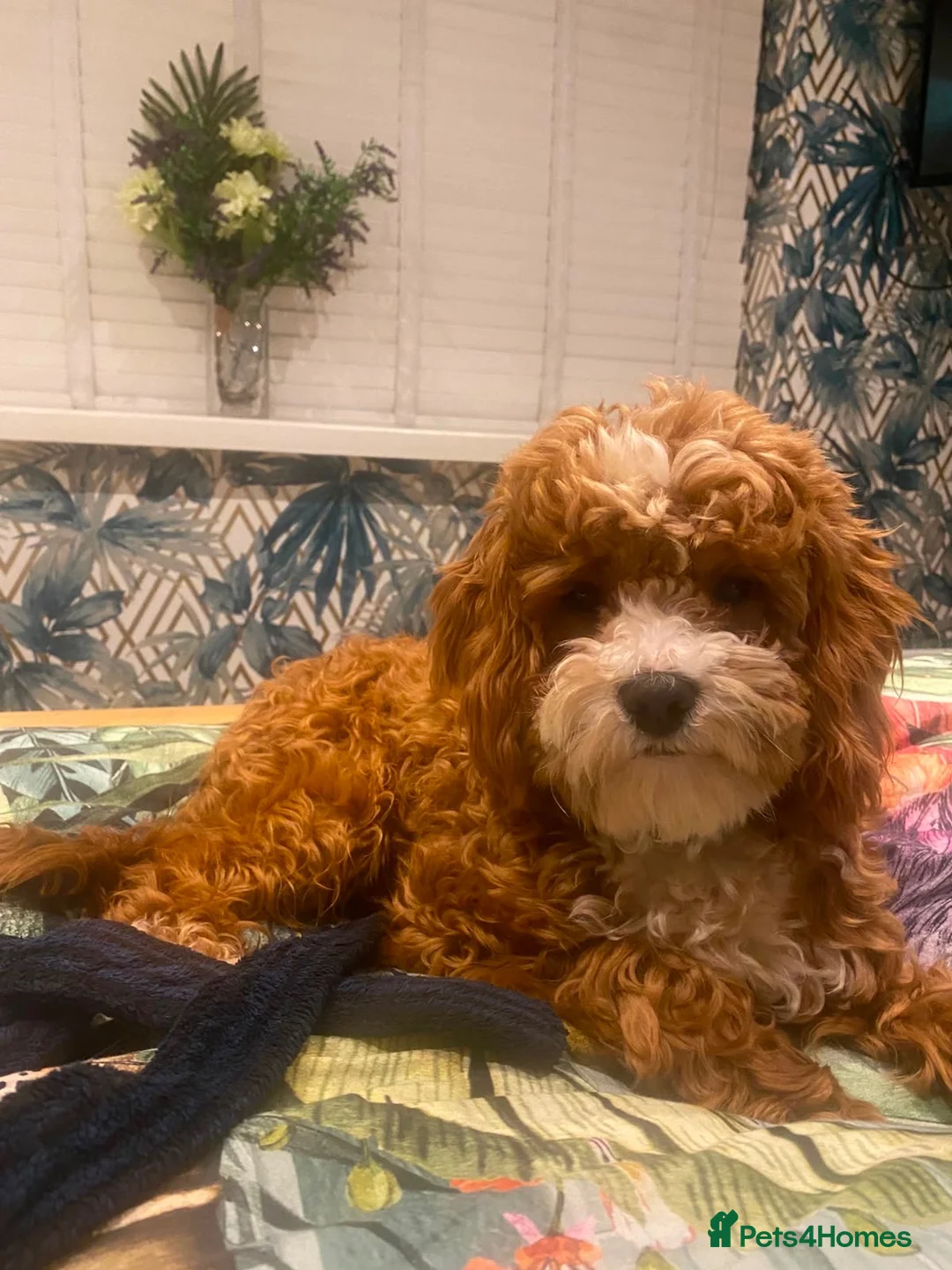 Cavapoo dogs for sale: Cavapoo’s in Manchester - Advert 7
